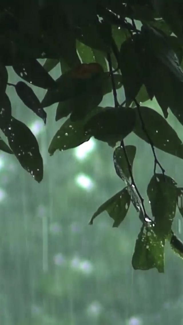 forest rain 