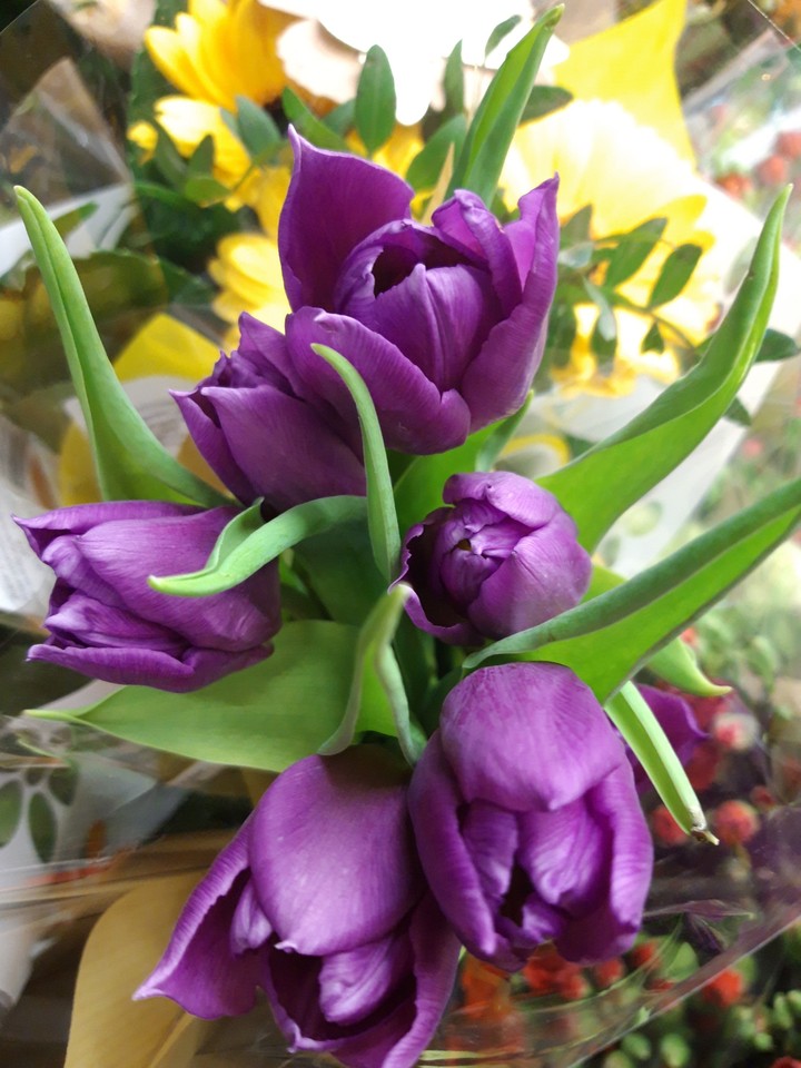 tulipan
