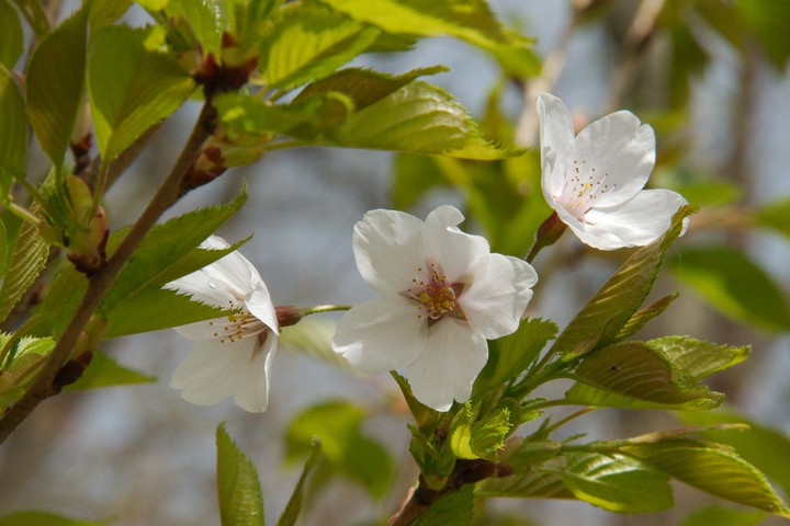 Cherry blossoms