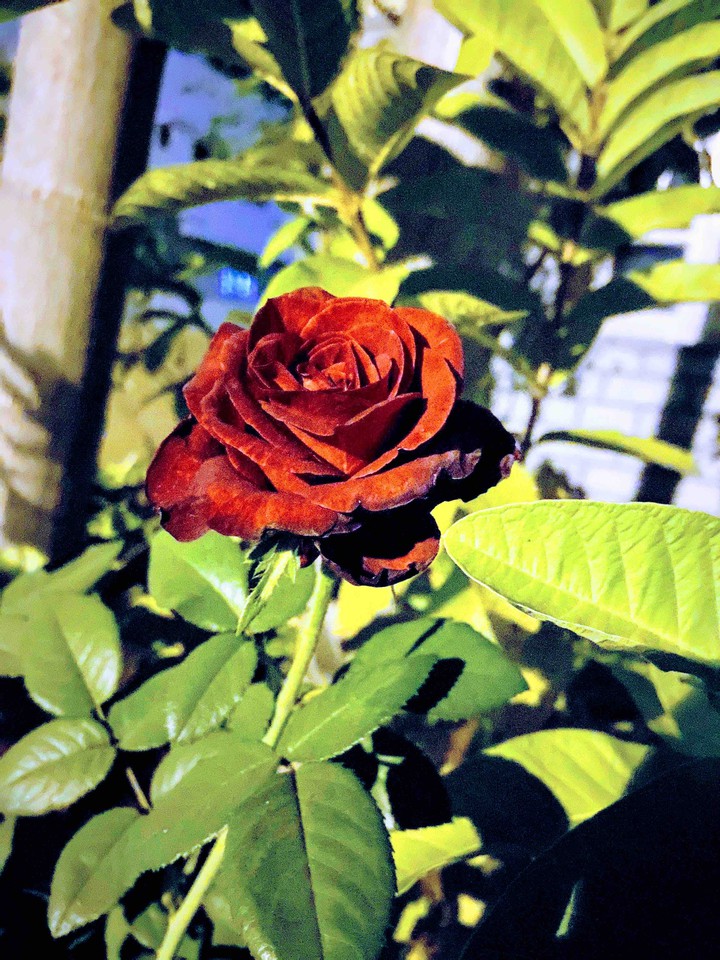 Rose