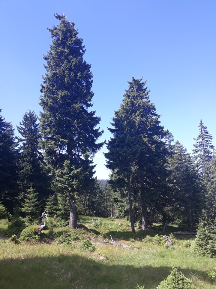 trees in Karpaty