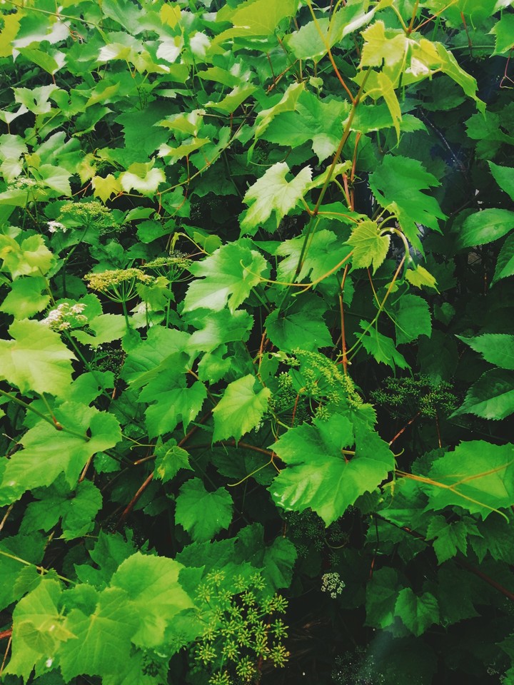 nature