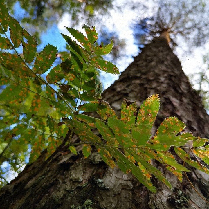 forest