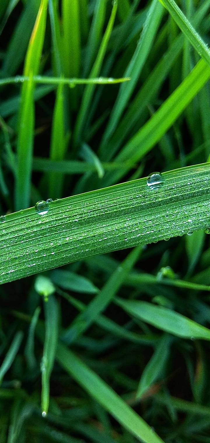 grass