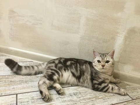 Kitten
