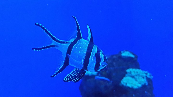 Fish in the sea