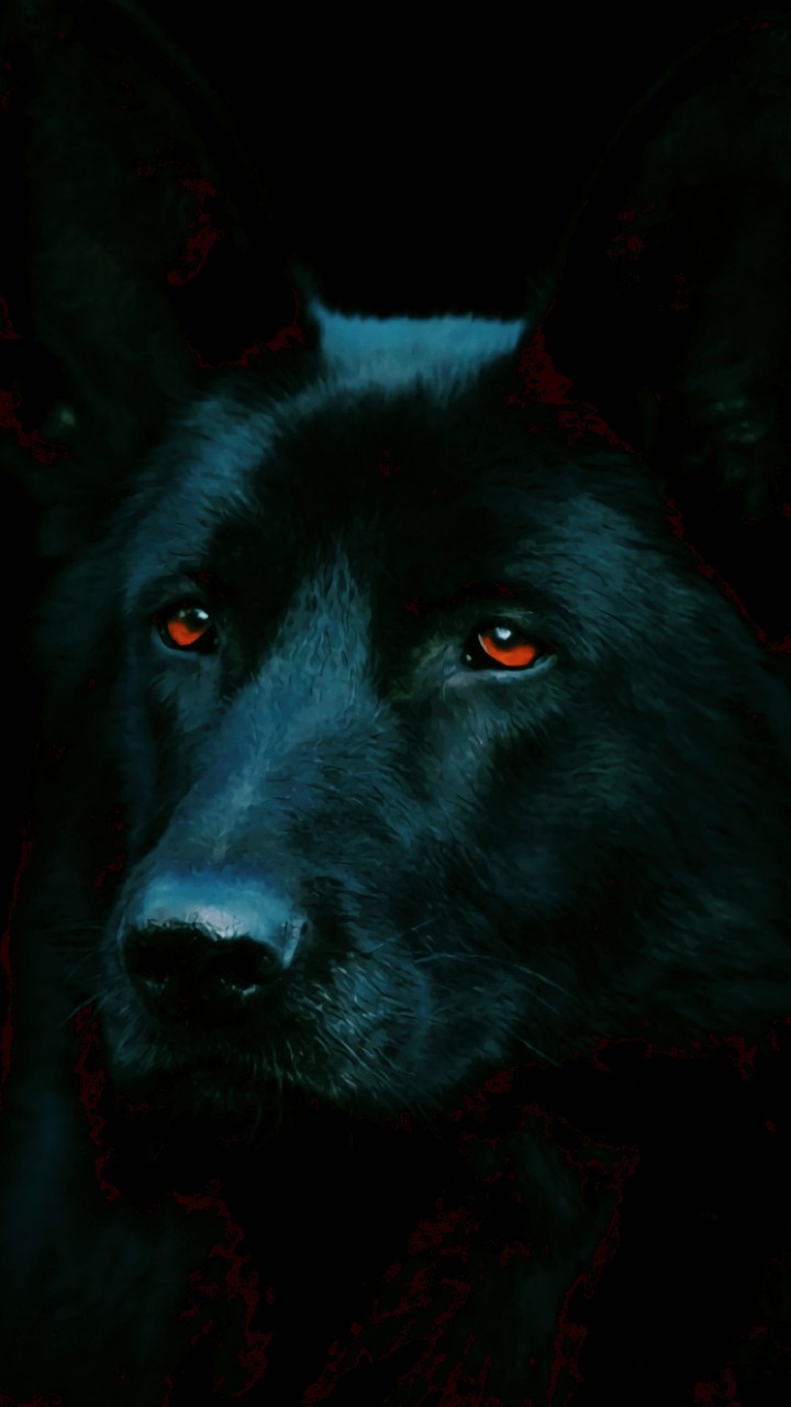 Black Dog