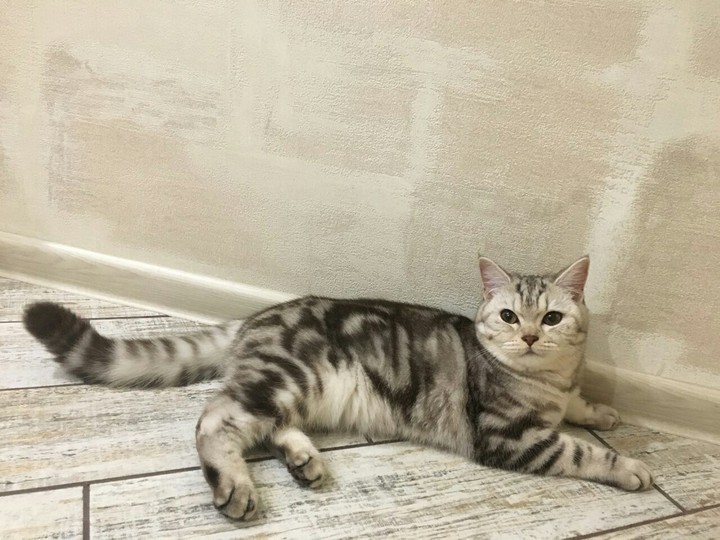 Kitten