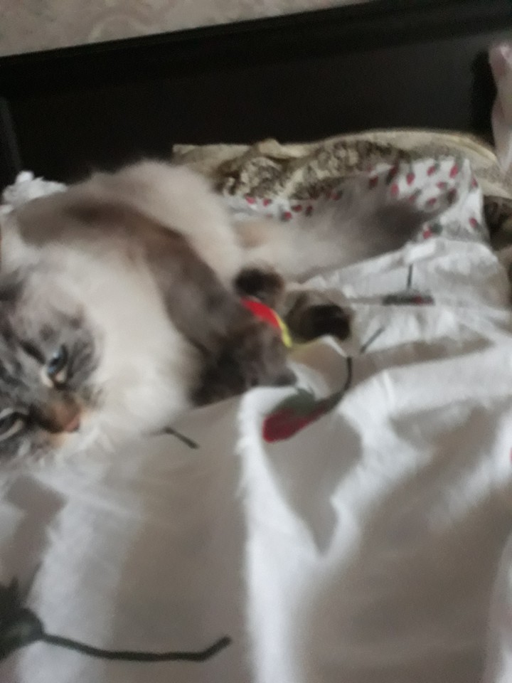 Котя