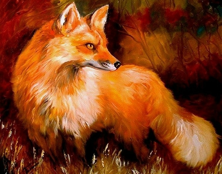 Fox Raposa