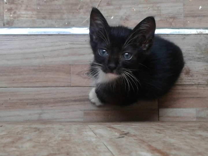 kitten