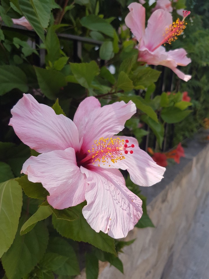 flower