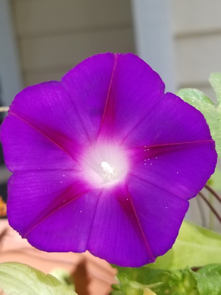 morning glory 2017