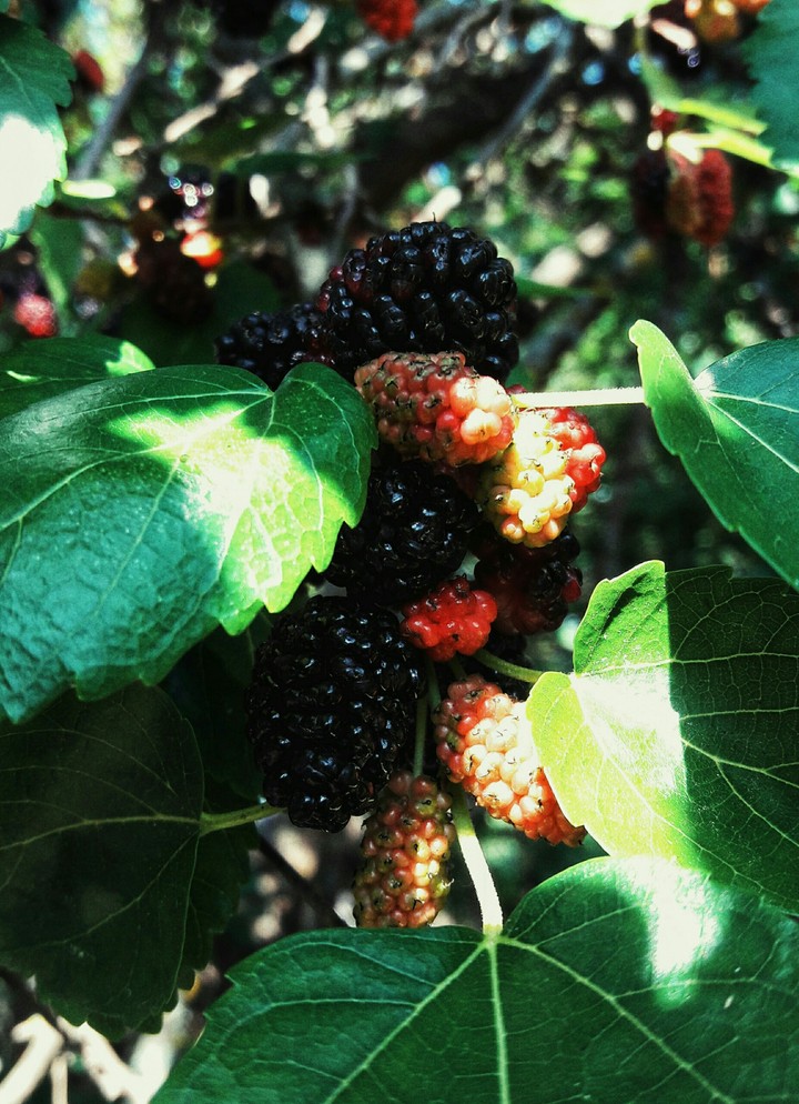 Berries