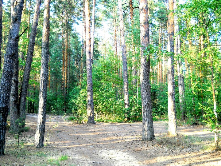 лес