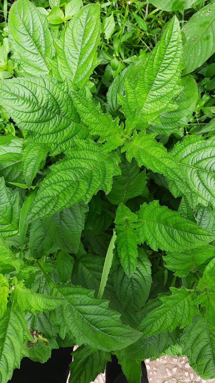 greenery