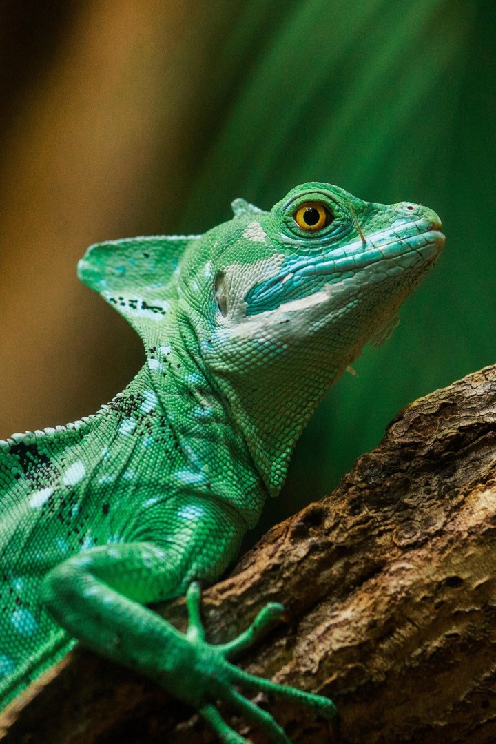 chameleon
