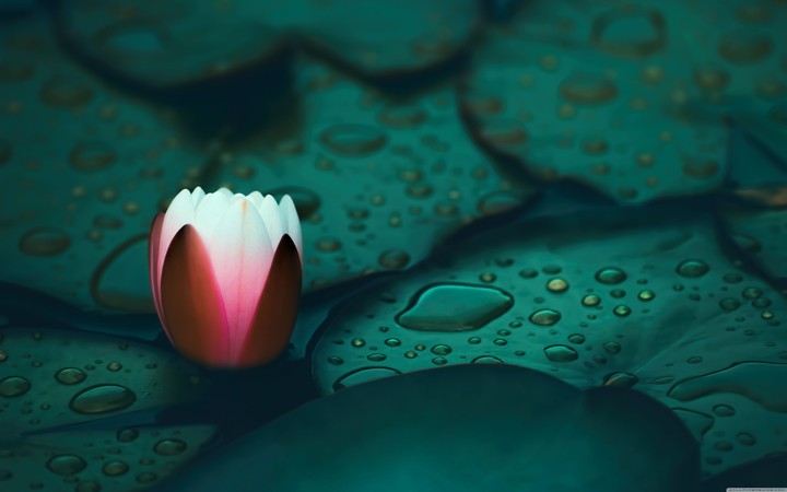 (Serial No. 5) Water Lily wallpaper