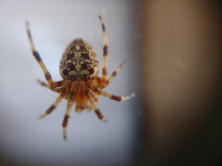 spider