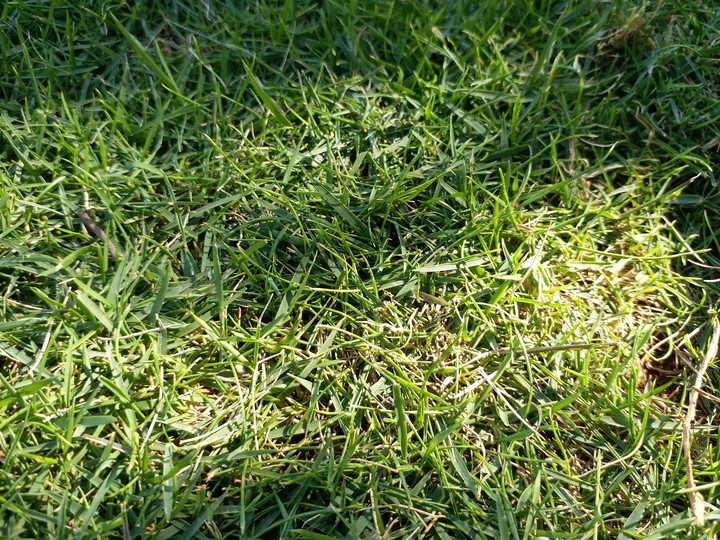 grass