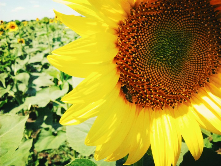 sunflower