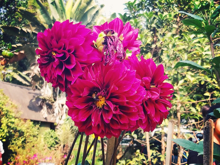 Dahlias