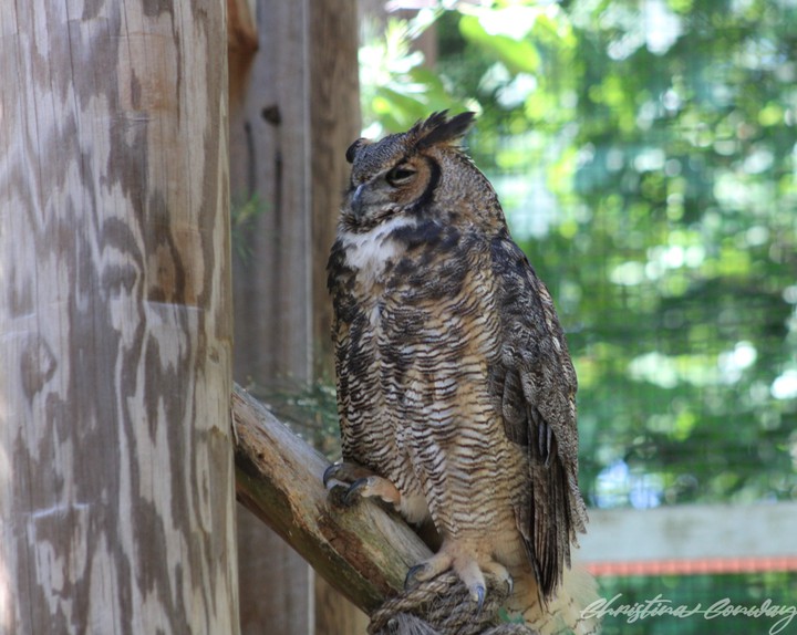 Great horned Owl