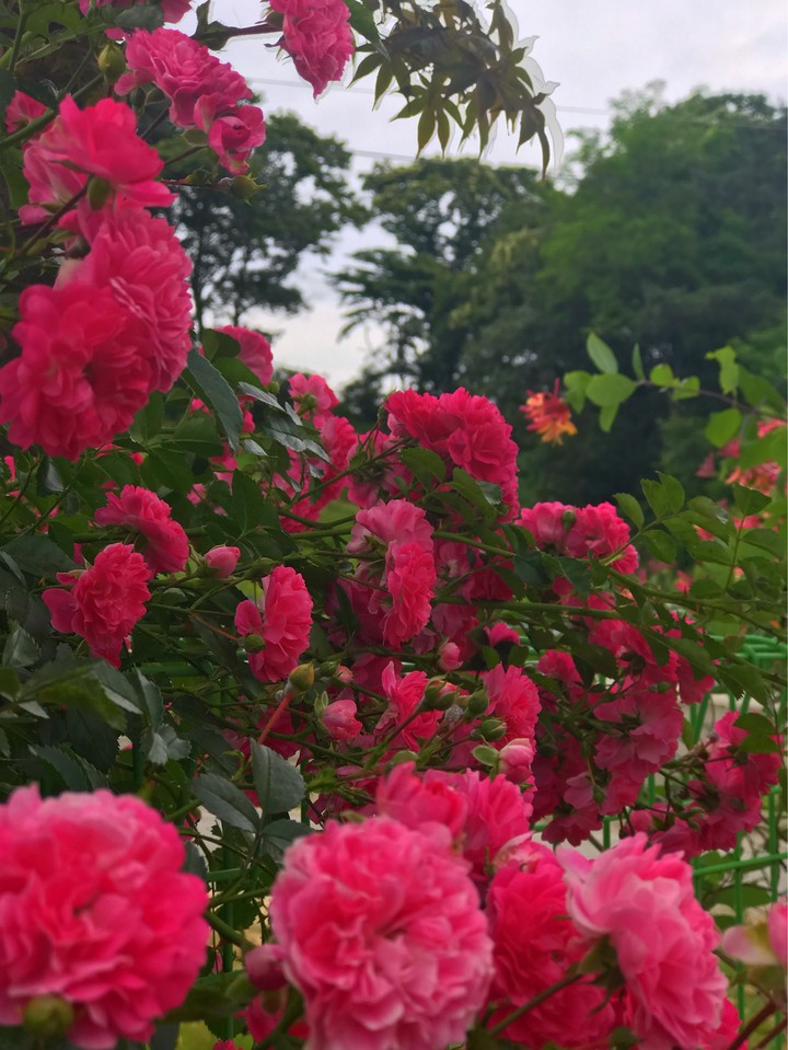 roses