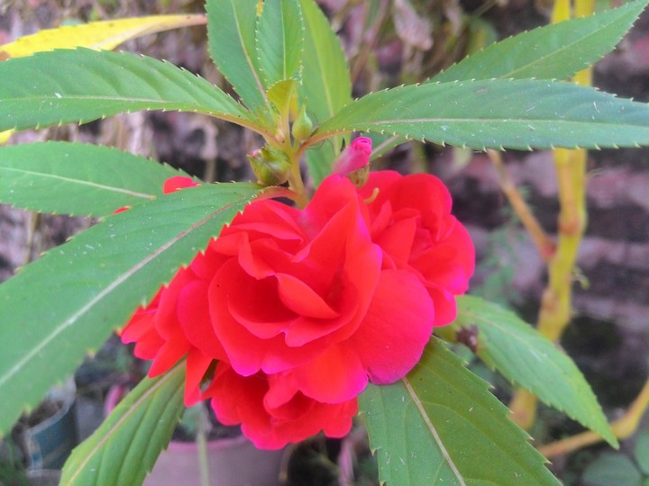 Flower