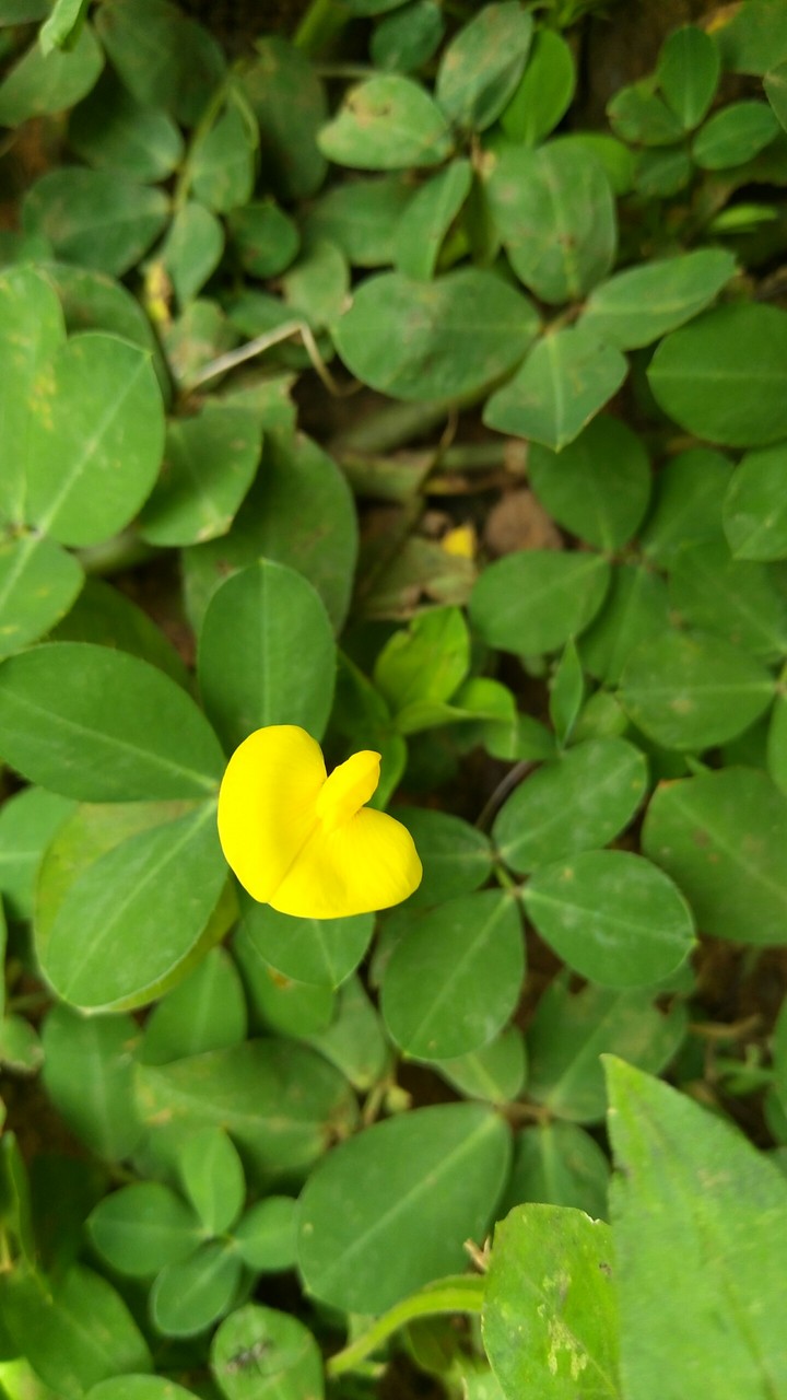 Tiny Flower