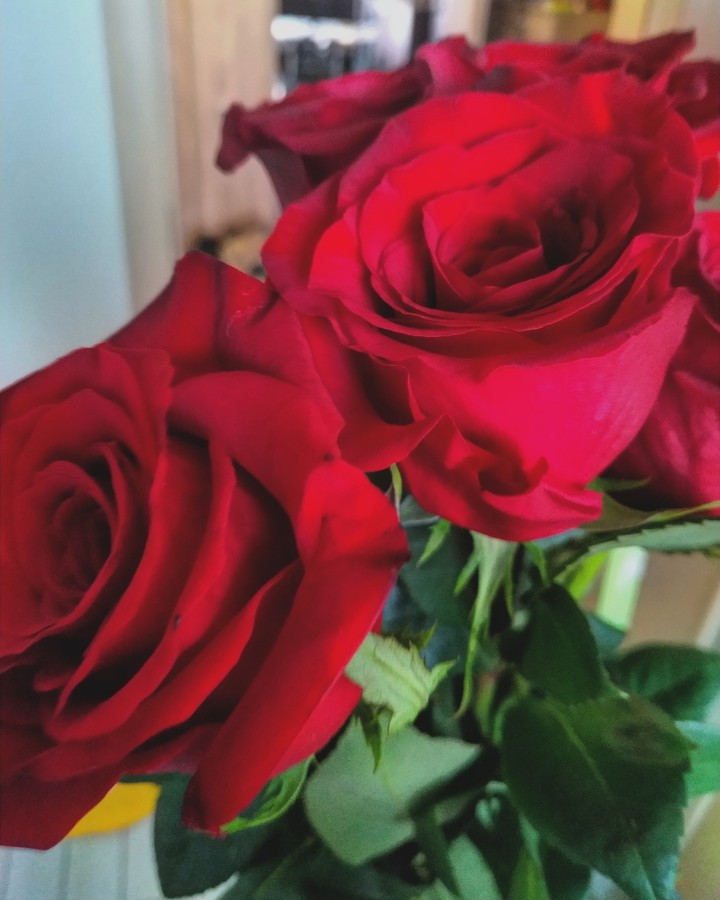 red rose