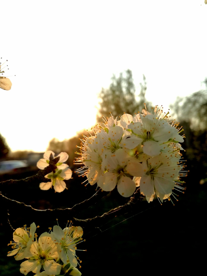 plum flower