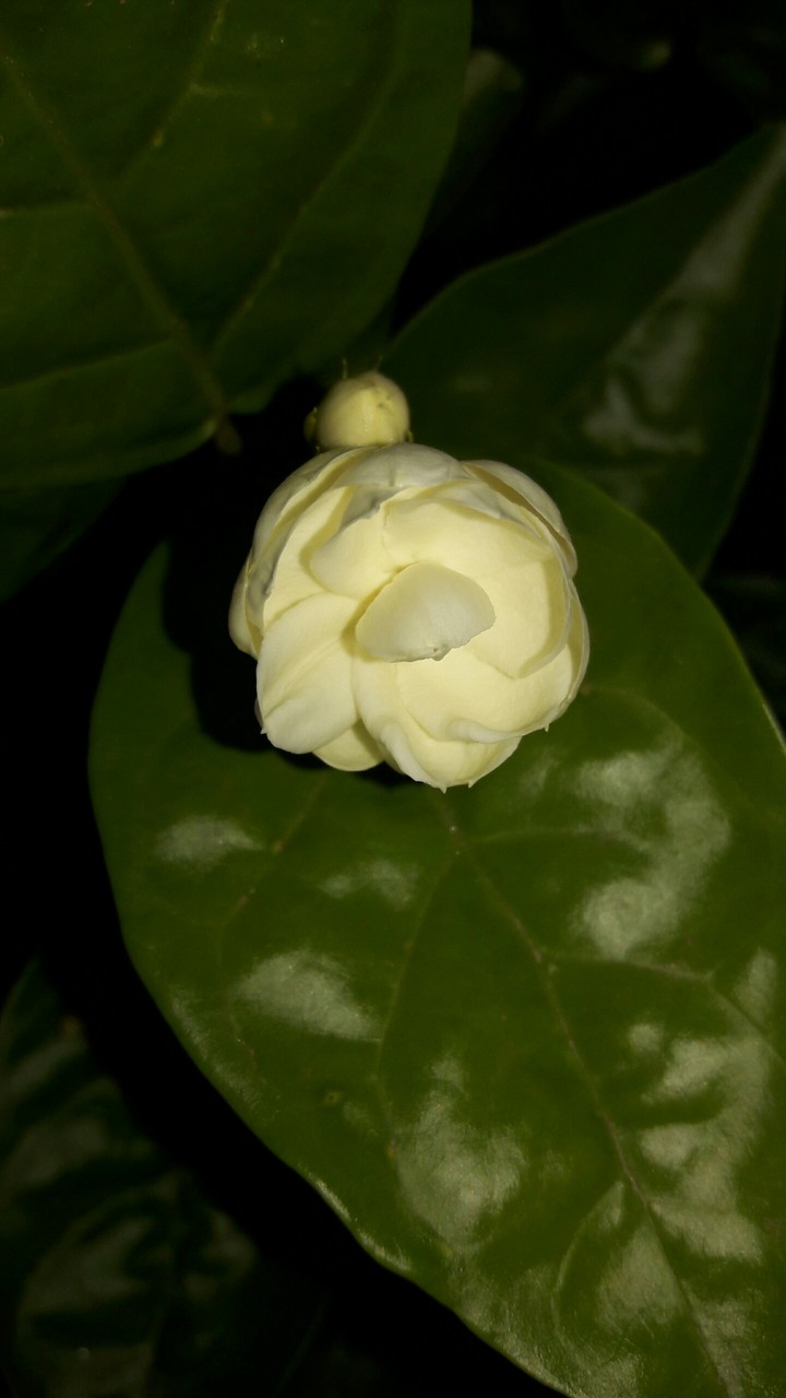 jasmine