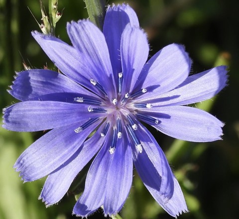 wildflower, purple háttérképek