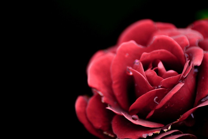 rose