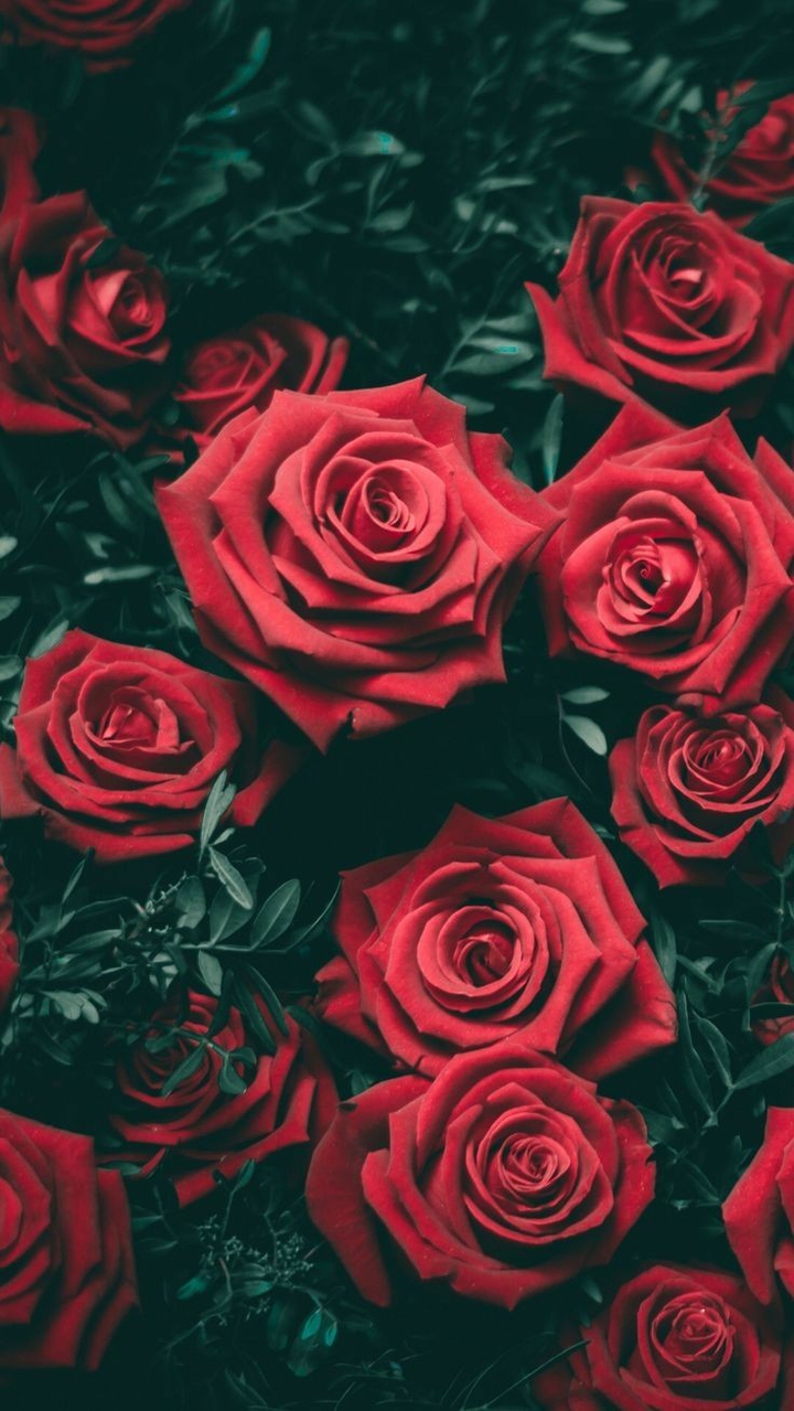 Red Roses and Jealousy
