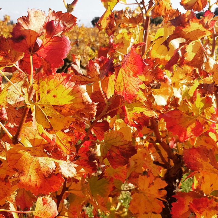 vignes