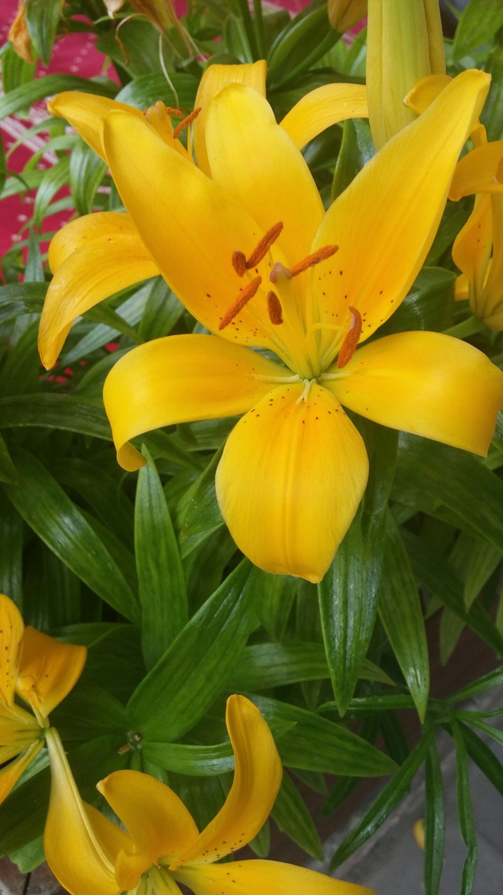 flowers