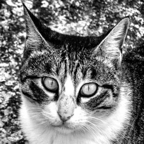 whiskers, mammal wallpapers