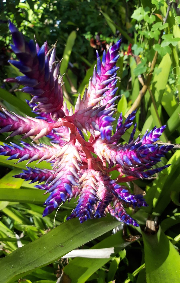 flores