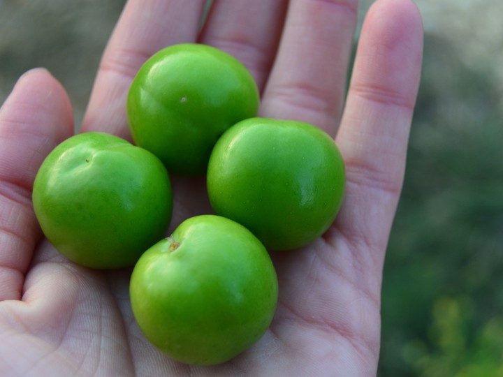 plums