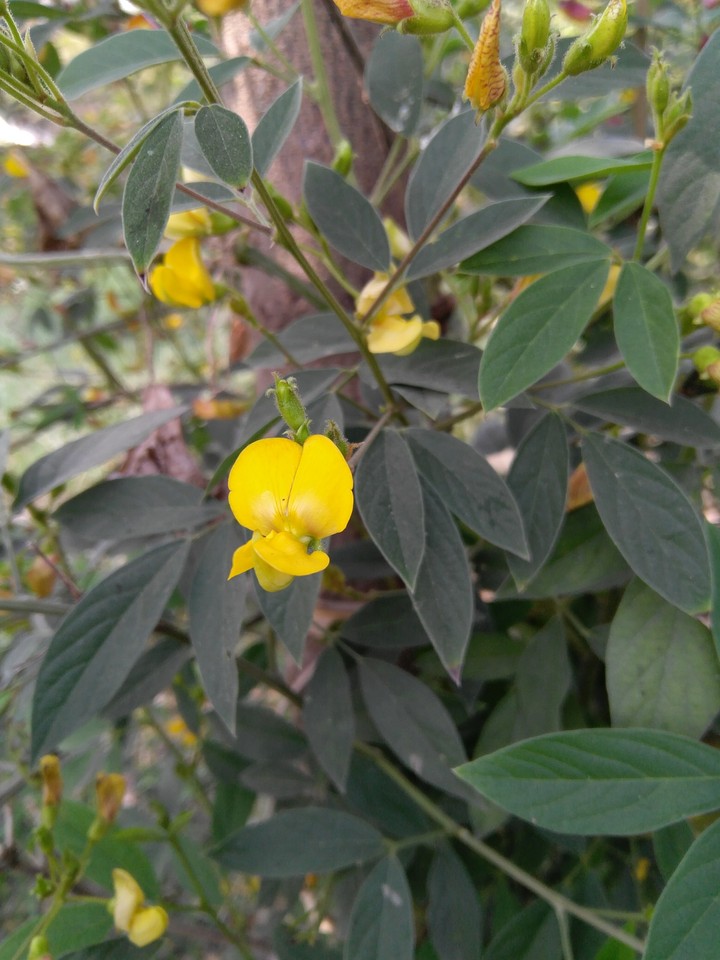 Arahar Dal -flower1