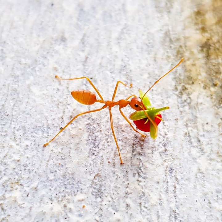 Hardworking creature .