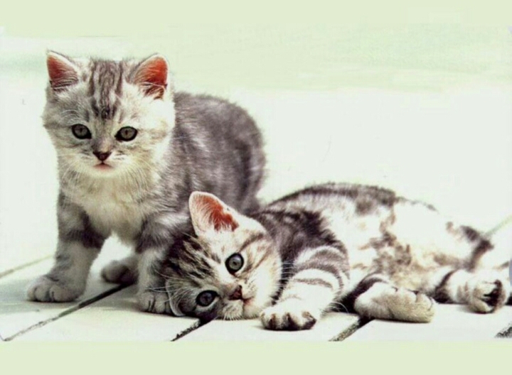 котята - близнецы