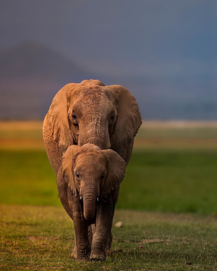 Elephant