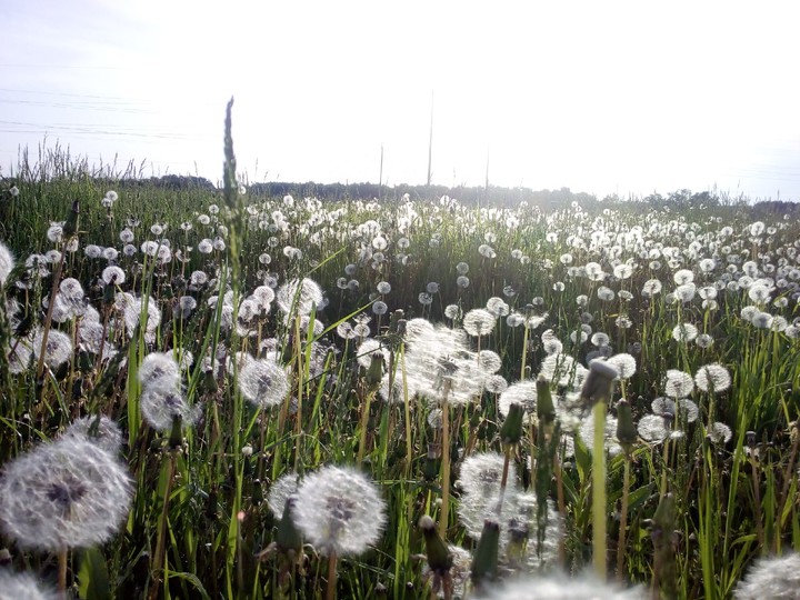 dandelion