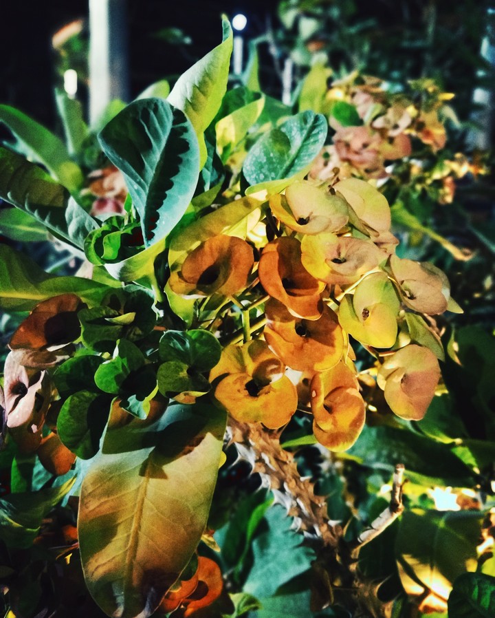 Nature Art