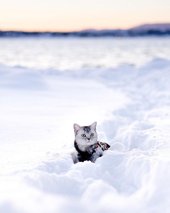 Snow cat