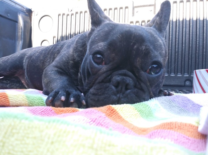rosie
