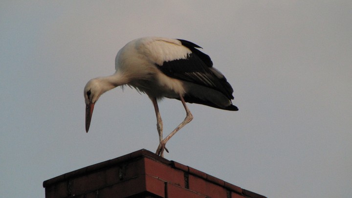 stork